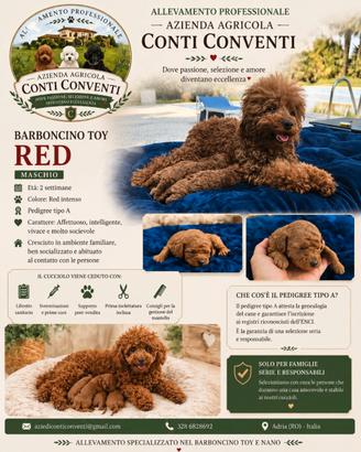 Barboncino toy pedigree