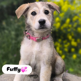 Fuffy taglia media in adozione