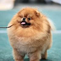 Accoppiamento pomerania TOY pedigree ENCI stallone