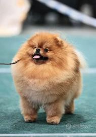 Accoppiamento pomerania TOY pedigree ENCI stallone