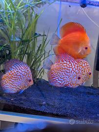 discus