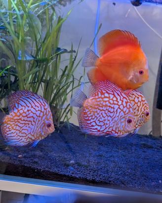 discus