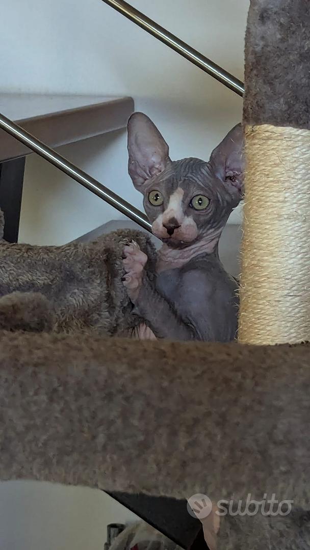 Gatto Spynx