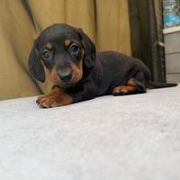 Bassotto piccolo maschio ok