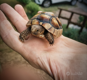 Tartarughe