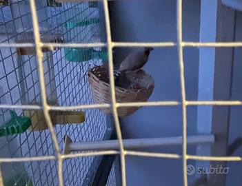 Diamantini mandarino