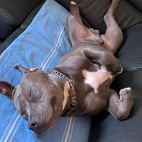 Amstaff Maschio per accoppiamento