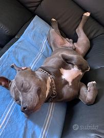 Amstaff Maschio per accoppiamento