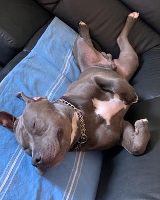 Amstaff Maschio per accoppiamento