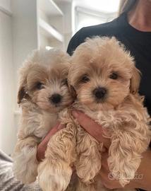 Cucciolata di maltipoo