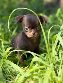 Chihuahua femmina con pedigree Enci