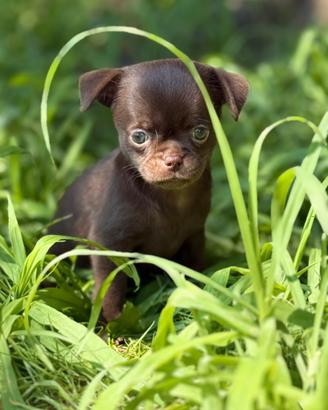 Chihuahua femmina con pedigree Enci