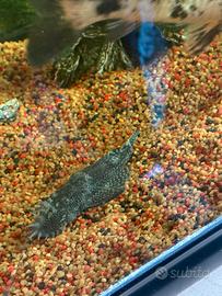 Pesce pulitore (ancistrus)