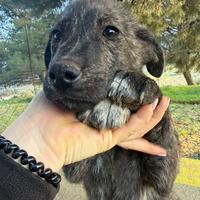 Cucciolo grigio tigrato