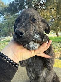 Cucciolo grigio tigrato