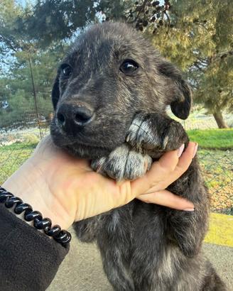 Cucciolo grigio tigrato