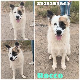Dolce border collie in adozione