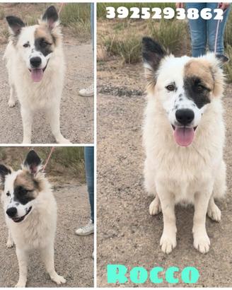 Dolce border collie in adozione
