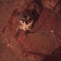 Cane ciuava mini toi razza piccola