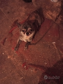 Cane ciuava mini toi razza piccola