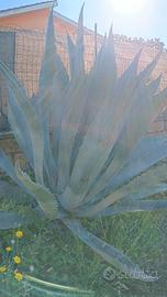 agave americana 