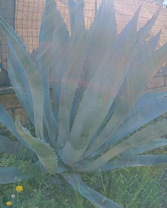 agave americana 