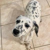 Cucciolo Cane Dalmata