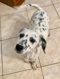 Cucciolo Cane Dalmata