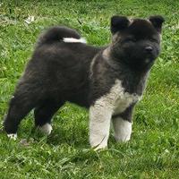 Cuccioli cucciolo akita americano pedigree microc