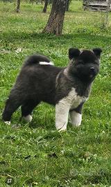 Cuccioli cucciolo akita americano pedigree microc