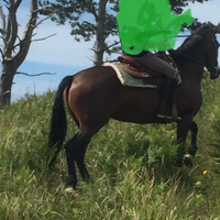 Cavalla andalusa