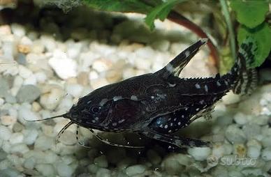 Altri pesci pulitori d'acquario