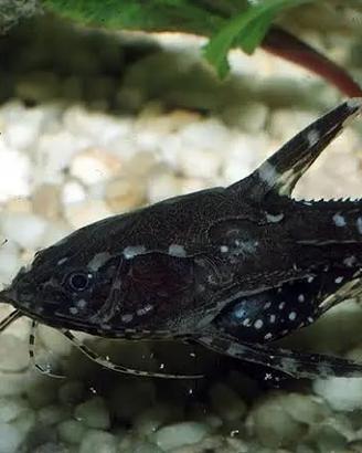 Altri pesci pulitori d'acquario