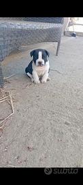 Cucciolo di bulldog Francese