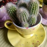 Pianta grassa +tazza e piattino.