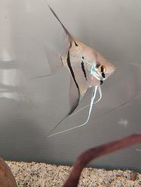 Ciclide scalare