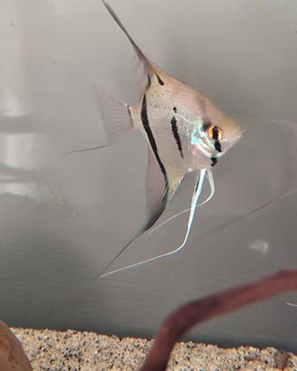 Ciclide scalare