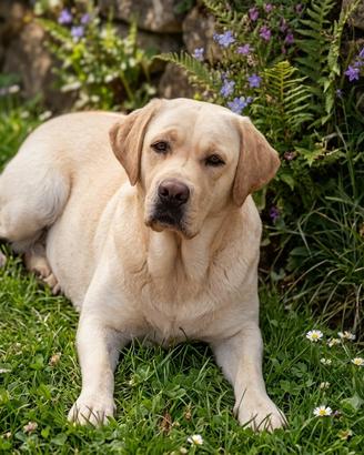 Labrador pedigree