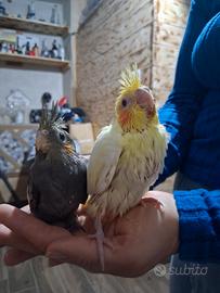 Calopsiti