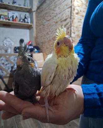 Calopsiti