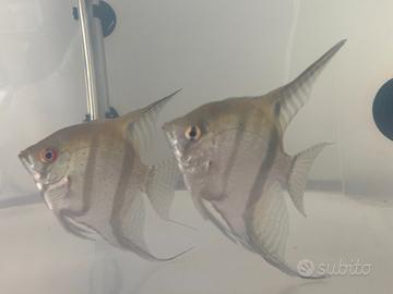 Coppia scalari riproduttiva