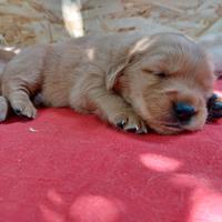 Golden retriever americano