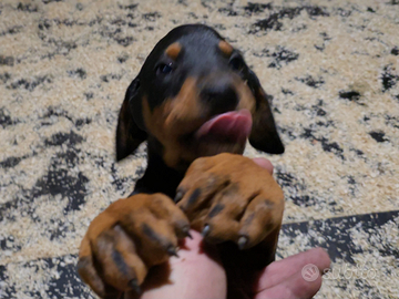 Cucciolo di Dobermann