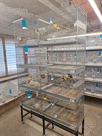 batteria gabbie borgovit 