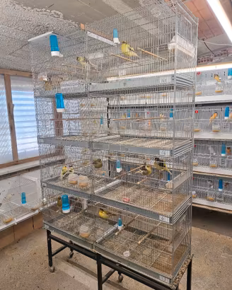 batteria gabbie borgovit 