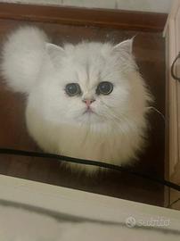 Gatta persiana