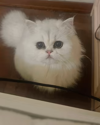 Gatta persiana