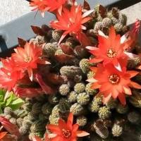 PIANTE DI CHAMAECEREURES SILVESTRII