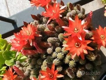 PIANTE DI CHAMAECEREURES SILVESTRII