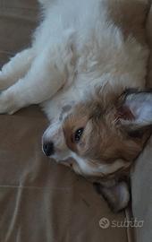 Chihuahua maschio pedigree